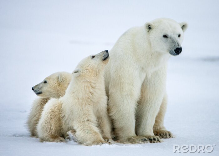 Poster  Ours polaire avec des oursons. Une ours polaire avec deux petits oursons sur la neige.