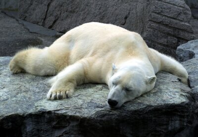 Ours polaire dormant sur un rocher