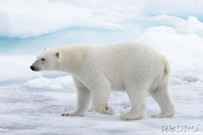 Poster  Ours polaire sauvage allant dans l'eau sur la banquise dans la mer arctique