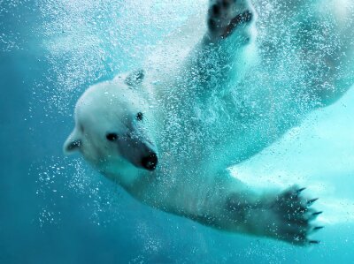 Poster  Ours polaire sous l'eau