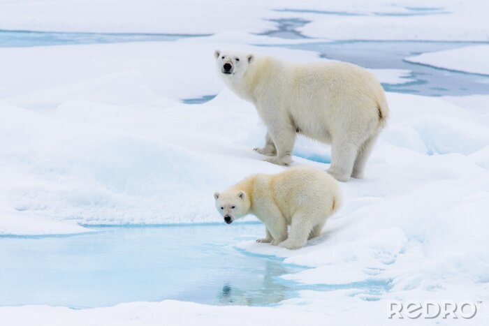 Poster  Ours polaire (Ursus maritimus) mère et petit sur la banquise, ni