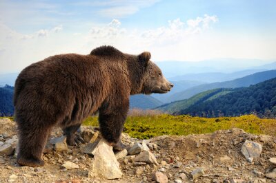 Ours sur fond de paysage montagne