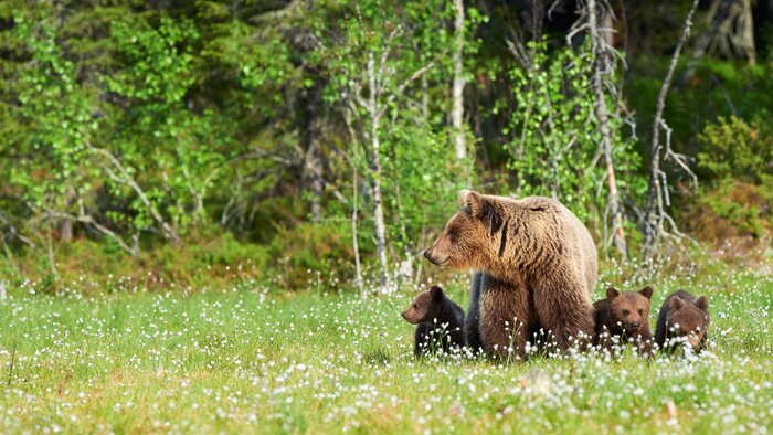 Poster  Oursons bruns dans la prairie