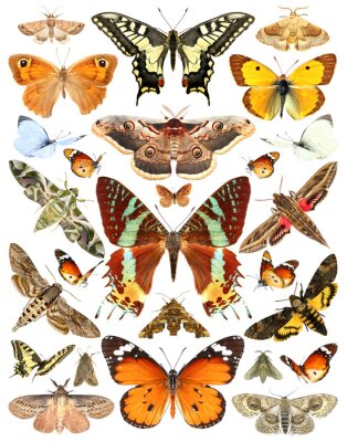 Poster  Page de l'atlas des papillons