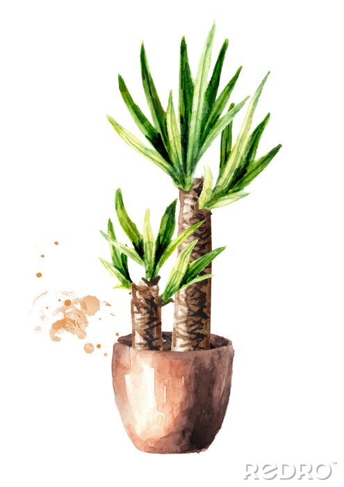 Poster  Palmier dans une illustration aquarelle de pot