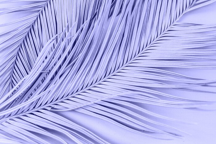 Poster  Palmier mauve