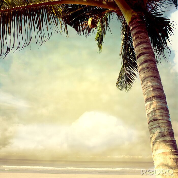 Poster  Palmier sur un plage