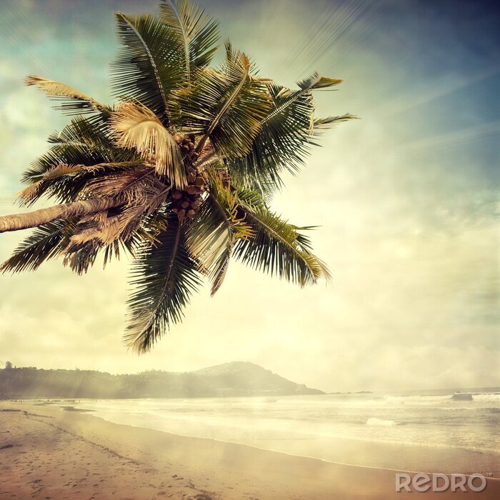 Poster  Palmier sur une île déserte