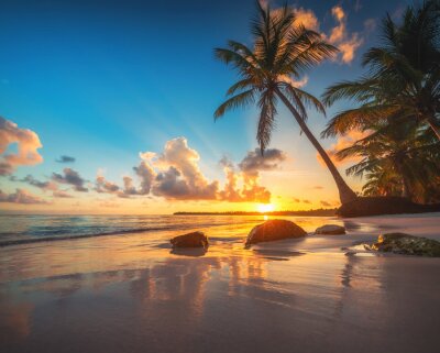 Palmier sur une plage tropicale