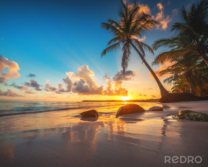 Poster  Palmier sur une plage tropicale
