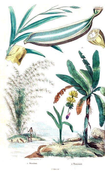 Poster  Palmiers au-dessus de l'illustration de la nature de l'eau