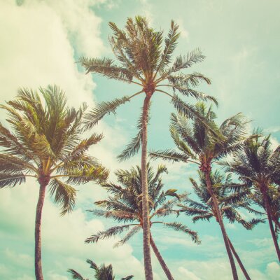 Palmiers sur fond de ciel vintage