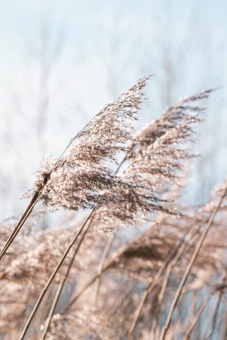 Poster  Pampas grass on the lake, reed layer, reed seeds. Golden reeds on the lake sway in the wind against the blue sky. Abstract natural background. Beautiful pattern with neutral colors. Selective focus