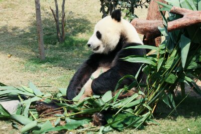 Panda assis au milieu des feuilles