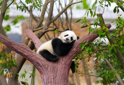 Panda endormi sur l'arbre