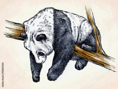 Poster  Panda endormi sur une branche