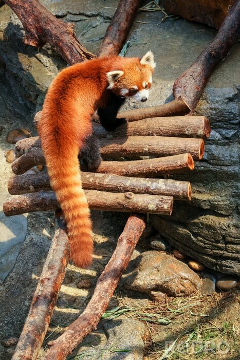 Poster  Panda rouge dans le zoo