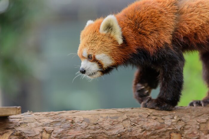 Poster  Panda rouge sur une branche