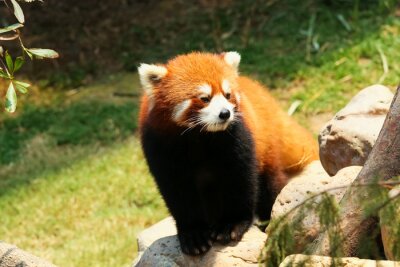 Panda rouge sur une pierre
