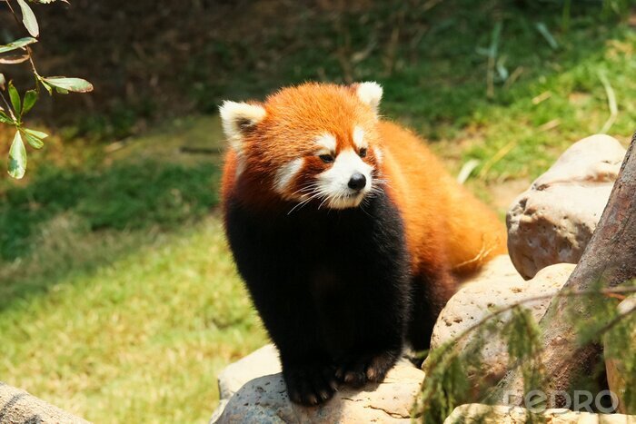Poster  Panda rouge sur une pierre