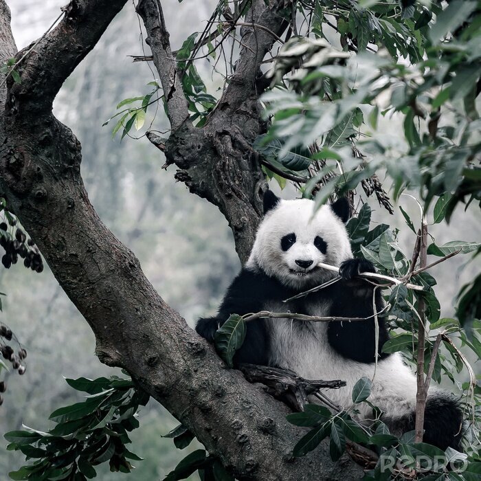 Poster  Panda sur arbre