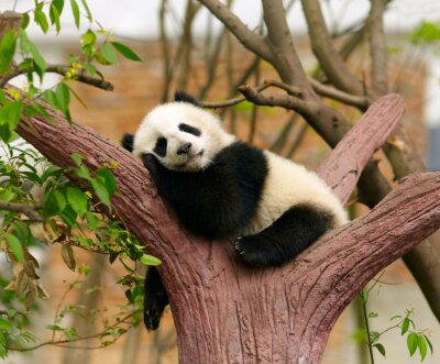 Papier peint  Panda sur l'arbre