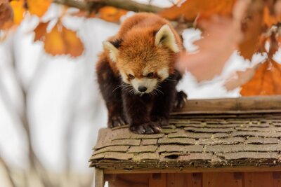 Panda sur le toit en automne