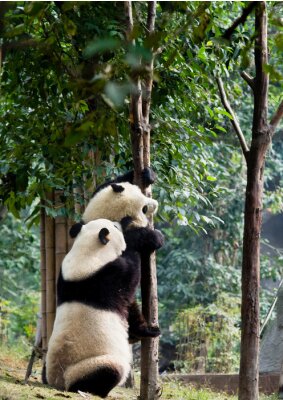 Poster  Pandas grimpant à un arbre