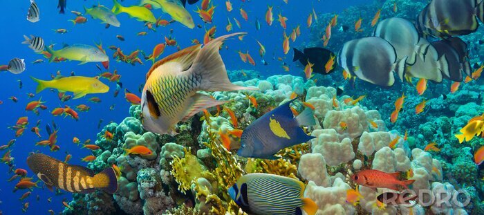 Poster  Panorama bord de mer avec des poissons