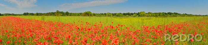 Poster  Panorama champ de coquelicots