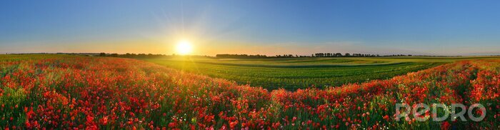 Poster  Panorama d'un champ avec des fleurs rouges