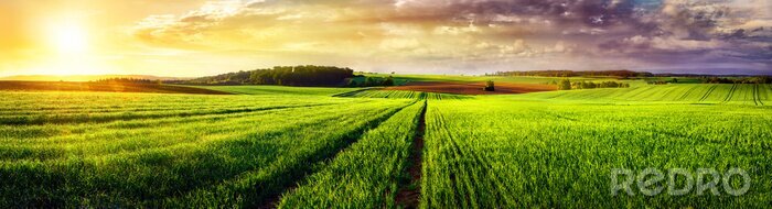 Poster  Panorama d'un champ vert au coucher du soleil