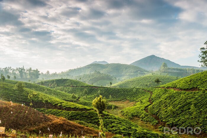 Poster  Panorama d'une plantation de thé