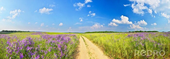 Poster  Panorama d'une route de campagne et de champs d'herbe