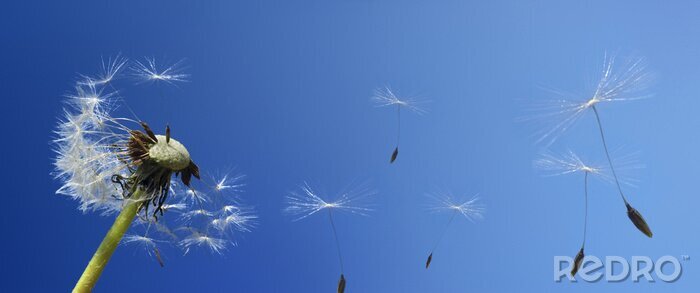 Poster  Panorama de ciel et pissenlit