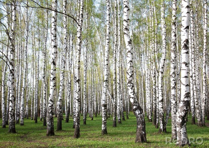 Poster  Panorama de la forêt de bouleaux