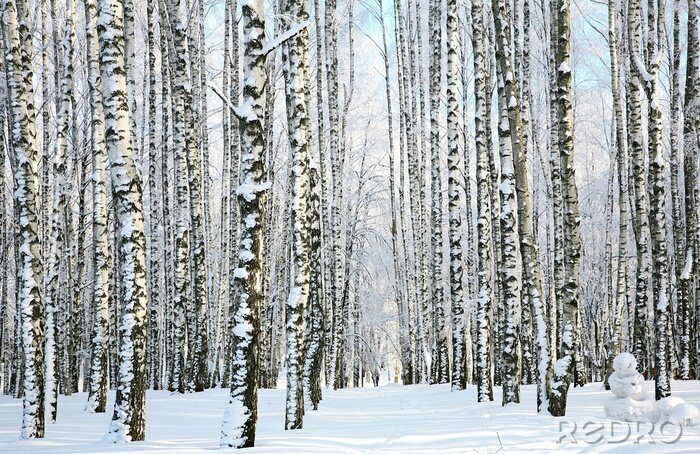 Poster  Panorama de la forêt de bouleaux en hiver