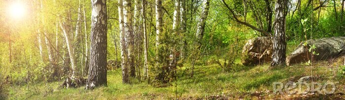 Poster  Panorama de troncs de bouleaux