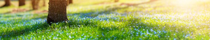 Poster  Panoramic view to spring flowers in the park