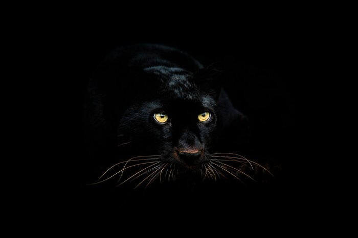Poster  Panthère noire dans le noir