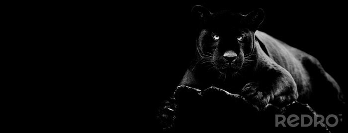 Poster  Panthère noire sur fond sombre