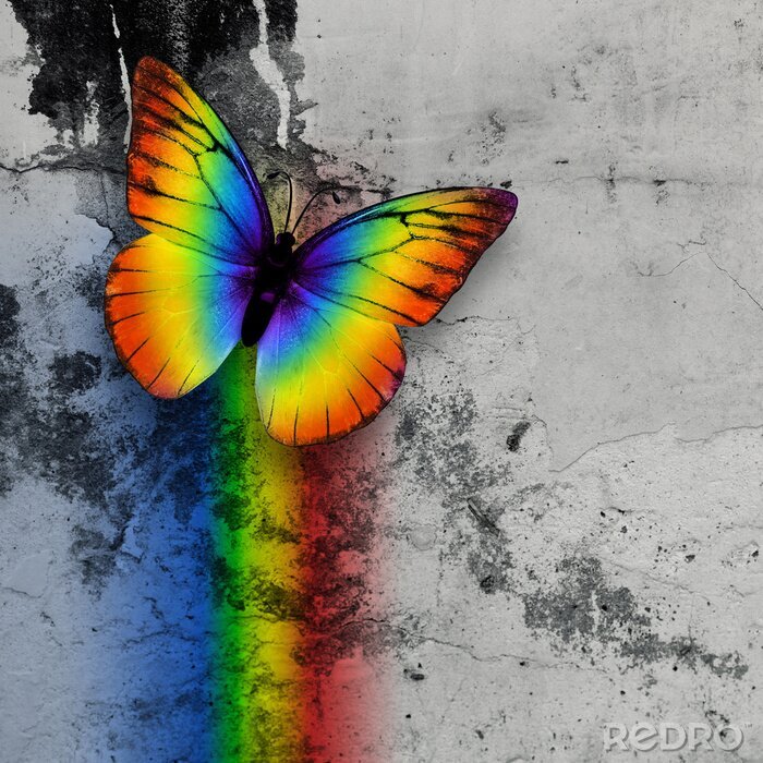 Poster  Papillon arc-en-ciel
