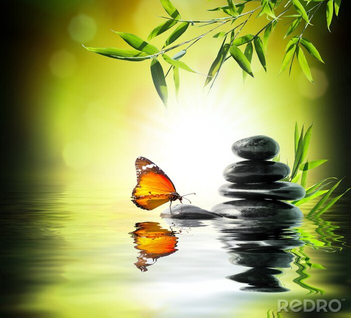 Poster  Papillon assis sur une pierre dans l'eau
