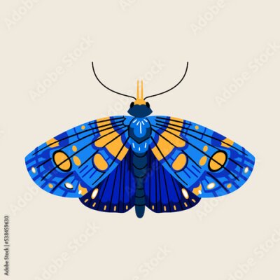 Poster  Papillon aux ailes bleues colorées
