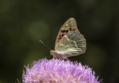 Papillon aux ailes repliées
