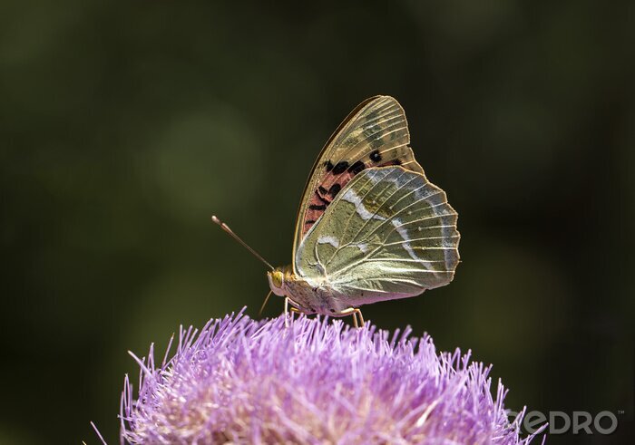 Poster  Papillon aux ailes repliées
