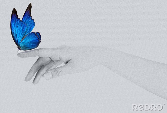 Poster  Papillon bleu assis sur la main