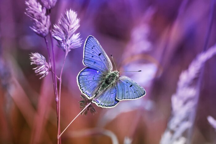 Poster  Papillon bleu et nature