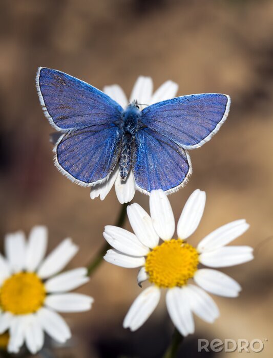 Poster  Papillon bleu parmi les fleurs