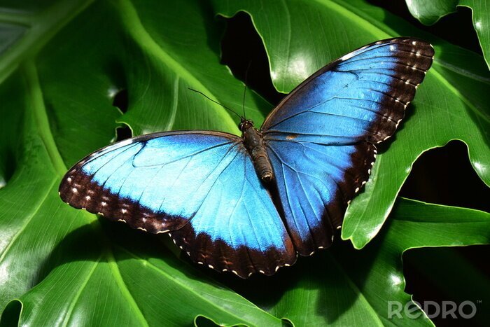 Poster  Papillon bleu sur feuilles vertes